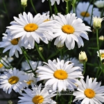 Złocień margerytka