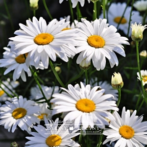 Złocień margerytka