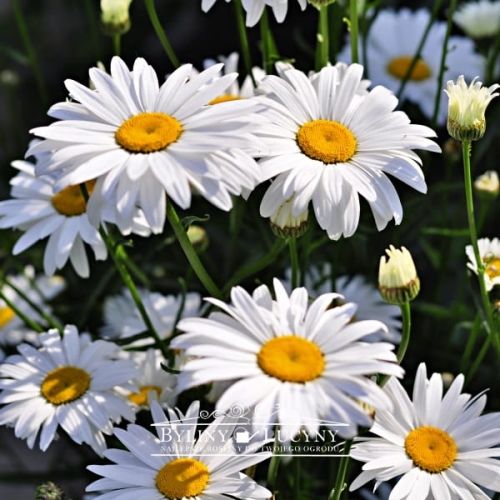 Złocień margerytka