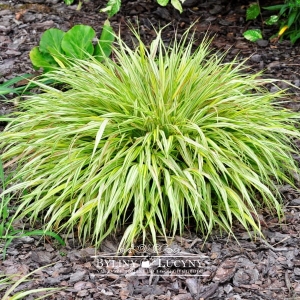Hakonechloa smukła 'Aureola'