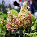 Hortensja bukietowa 'Candlelight'