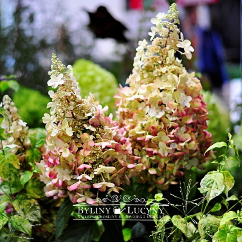 Hortensja bukietowa 'Candlelight'