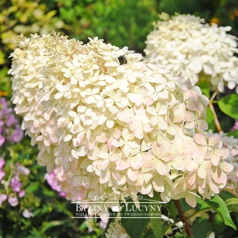 Hortensja bukietowa 'Phantom'