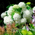 Hortensja 'Anabelle'