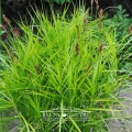 Turzyca palmowa 'Variegata'