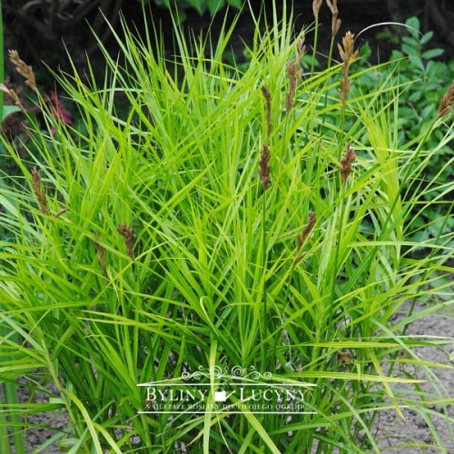 Turzyca palmowa 'Variegata'