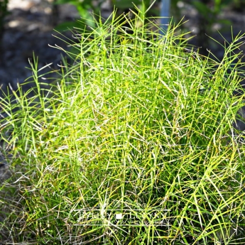 Turzyca palmowa (muskegońska) 'Little Midge'