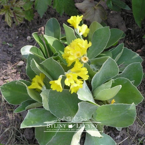 Pierwiosnek łyszczak