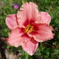 Liliowiec 'Ribbon Candy'