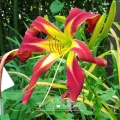 Liliowiec 'Red Rain'