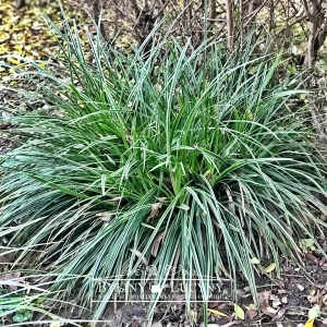 Turzyca Morrowa 'Ice Dance'