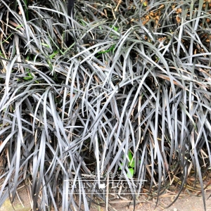 Konwalnik płaskopędowy 'Nigrascens' (Czarna Trawa)