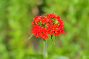 Firletka chalcedońska