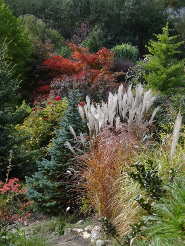 Miskant ch. 'Purpurascens'.JPG