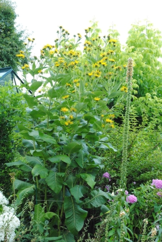 Oman wielki to bardzo okazała bylina.jpeg