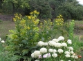 Oman wielki i hortensja krzaczasta 'Anabelle'.JPG