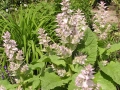 Salvia sclarea 4,Z.jpg