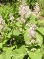 Salvia sclarea 5,Z.jpg