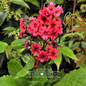 Pierwiosnek japoński czerwony