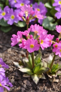 Pierwiosnek różowy 