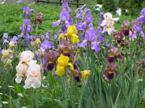 Irys bródkowy amerykański wysoki mix kolorów