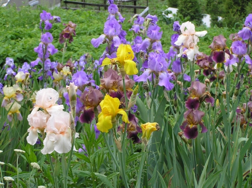 fot. 99 s. 44, Irys amerykański mix.JPG