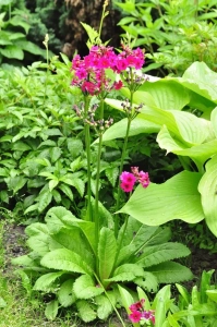 Pierwiosnek japoński 'Miller's Crimson'