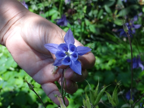 Orlik kolory (4) Duży.jpeg