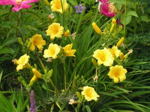 Liliowiec 'Stella D'Oro'