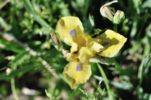 Irys bródkowy miodowy niski 