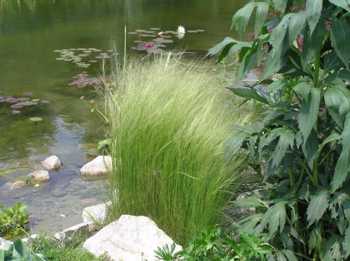 Stipa 'Pony Tail' 5 Duży.jpeg