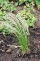 Stipa tenuissima 'Pony Tails' xx Duży.jpeg