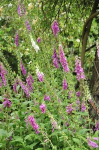 Naparstnica purpurowa