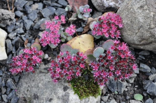 Fot. 10 Rozchodnik Siebolda jesienią Duży.jpeg
