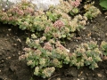 Sedum sieboldii 3 Duży.jpeg