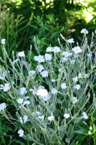 Firletka kwiecista biała 'Alba'