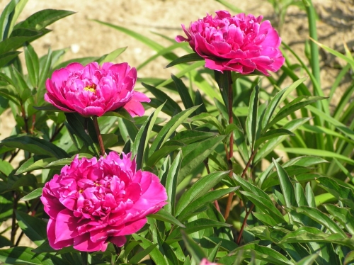 Piwonia 'Prof Wójcicki 2 Duży.jpeg