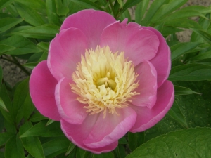 Piwonia 'Władysława'