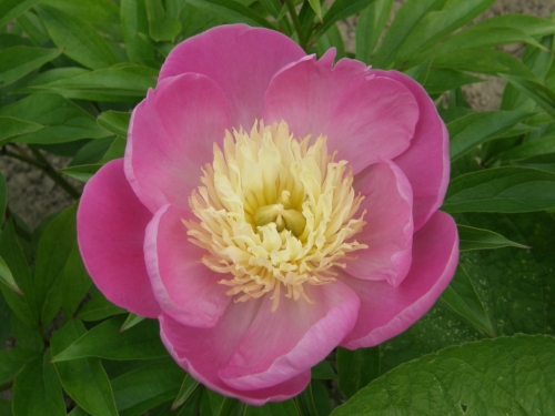 Piwonia Władysława Duży.jpeg