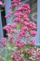 Centranthus ostrogowiec czerwony.jpeg