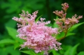 filipendula rubra, wiązówka, Adobe, jpeg