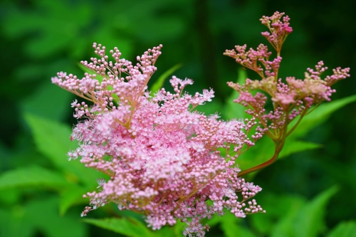 filipendula rubra, wiązówka, Adobe, jpeg