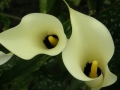 Zantedeschia aenthiopica (4) Duży.jpeg