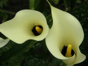 Kalia, Kalijka, Cantedeskia XXL