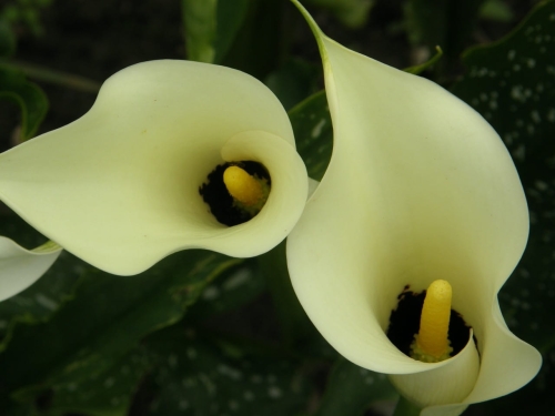 Zantedeschia aenthiopica (4) Duży.jpeg