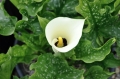 Zantedeschia h. 'Black Eyed Beauty', 164 Duży.jpeg