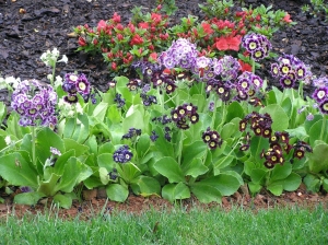 Pierwiosnek omszony mix