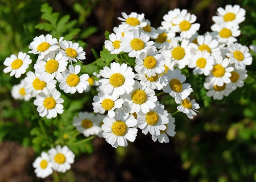 złocień maruna.jpeg