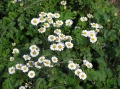 Tanacetum parthenium, złocień maruna, 171.JPG