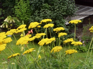 Krwawnik wiązówkowaty